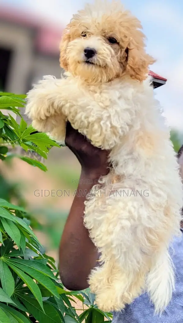 1-3 months Male Mixed Breed Maltipoo