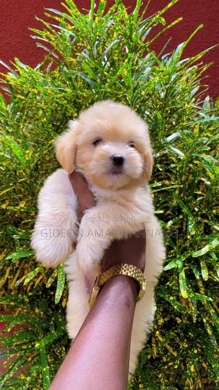1-3 months Male Mixed Breed Maltipoo