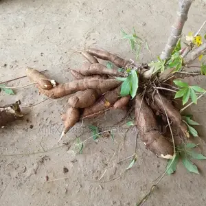 Fresh Cassava Tubers for Sell