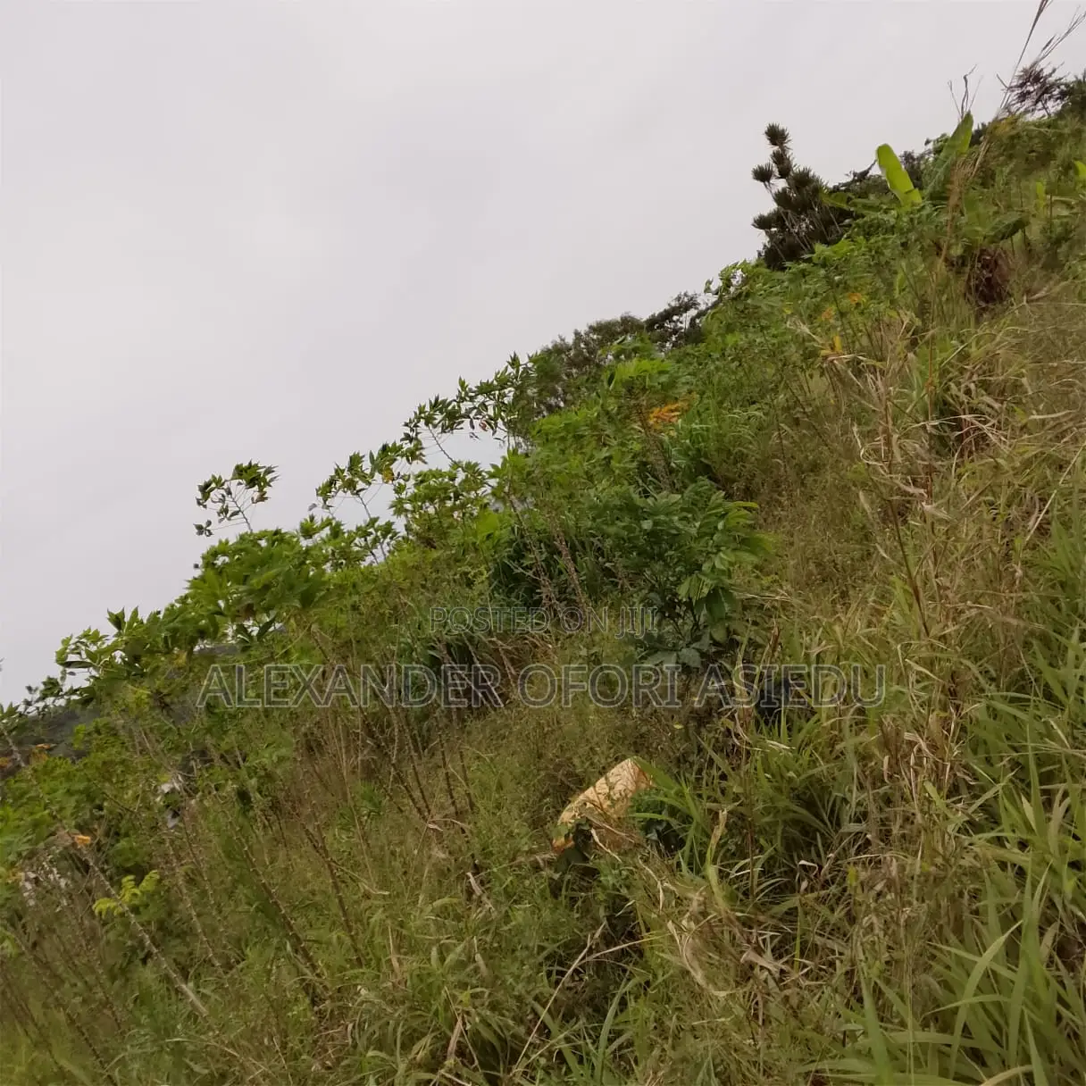Fresh Cassava Tubers for Sell