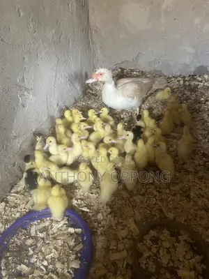 Day Old Muscovy Ducklings