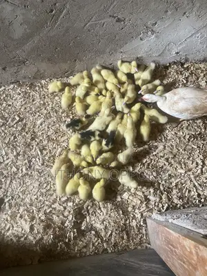 Day Old Muscovy Ducklings