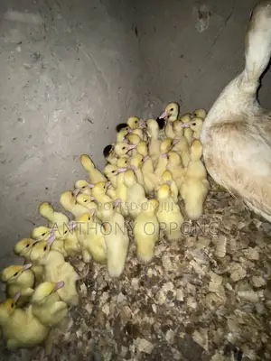 Day Old Muscovy Ducklings