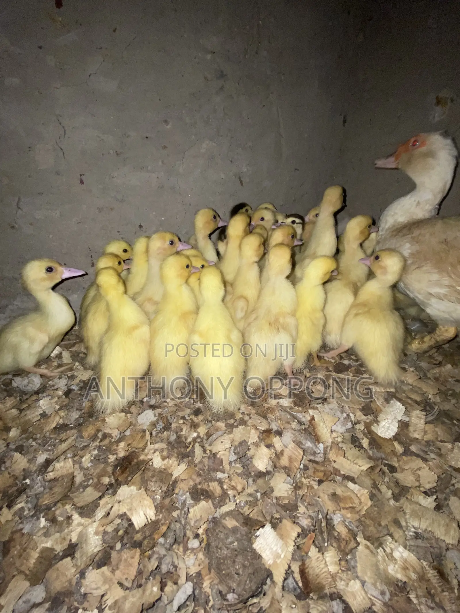 Day Old Muscovy Ducklings