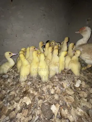Day Old Muscovy Ducklings