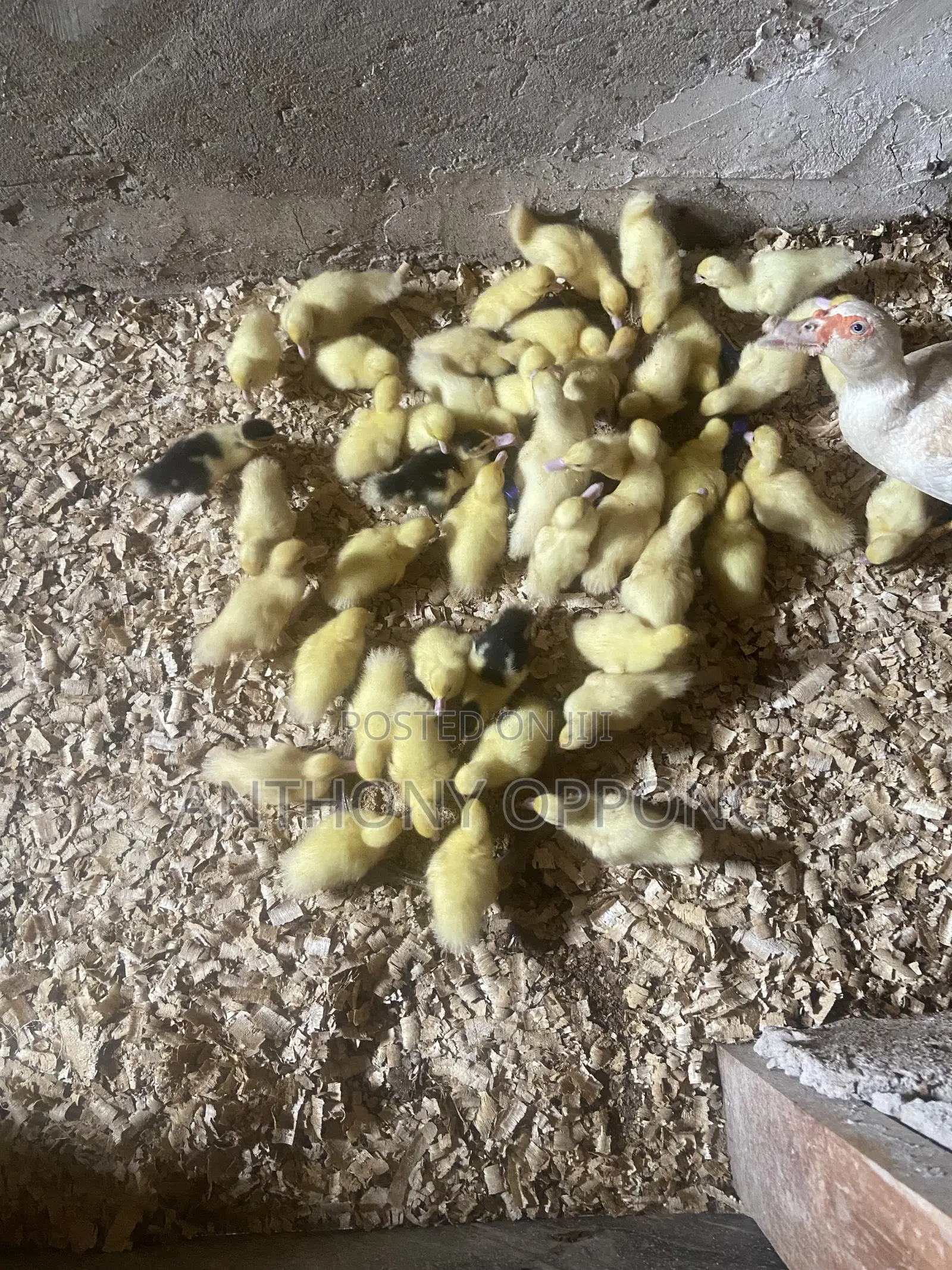 Day Old Muscovy Ducklings