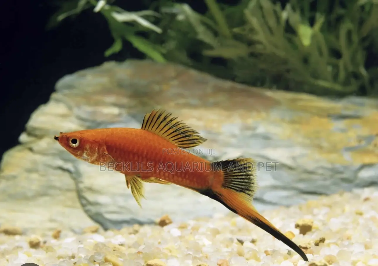 Female Swordtail Fish Available