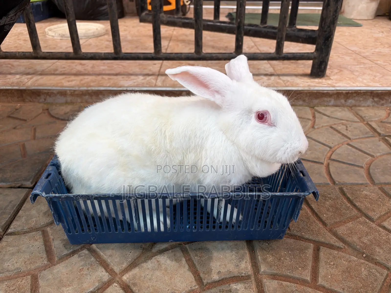 Big Healthy Rabbits