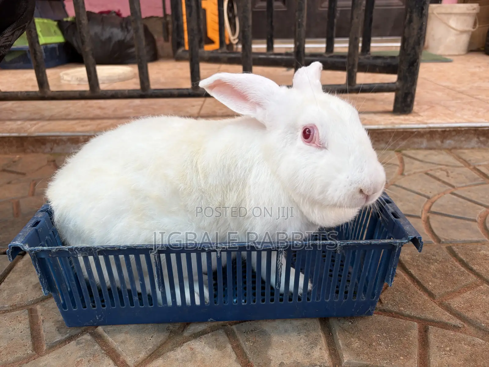 Big Healthy Rabbits