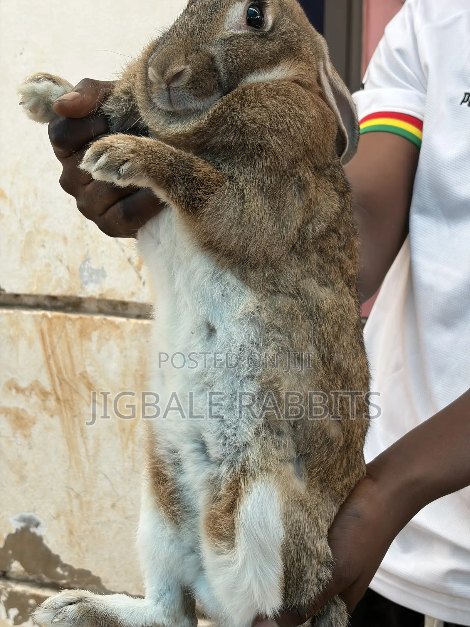 Big Healthy Rabbits