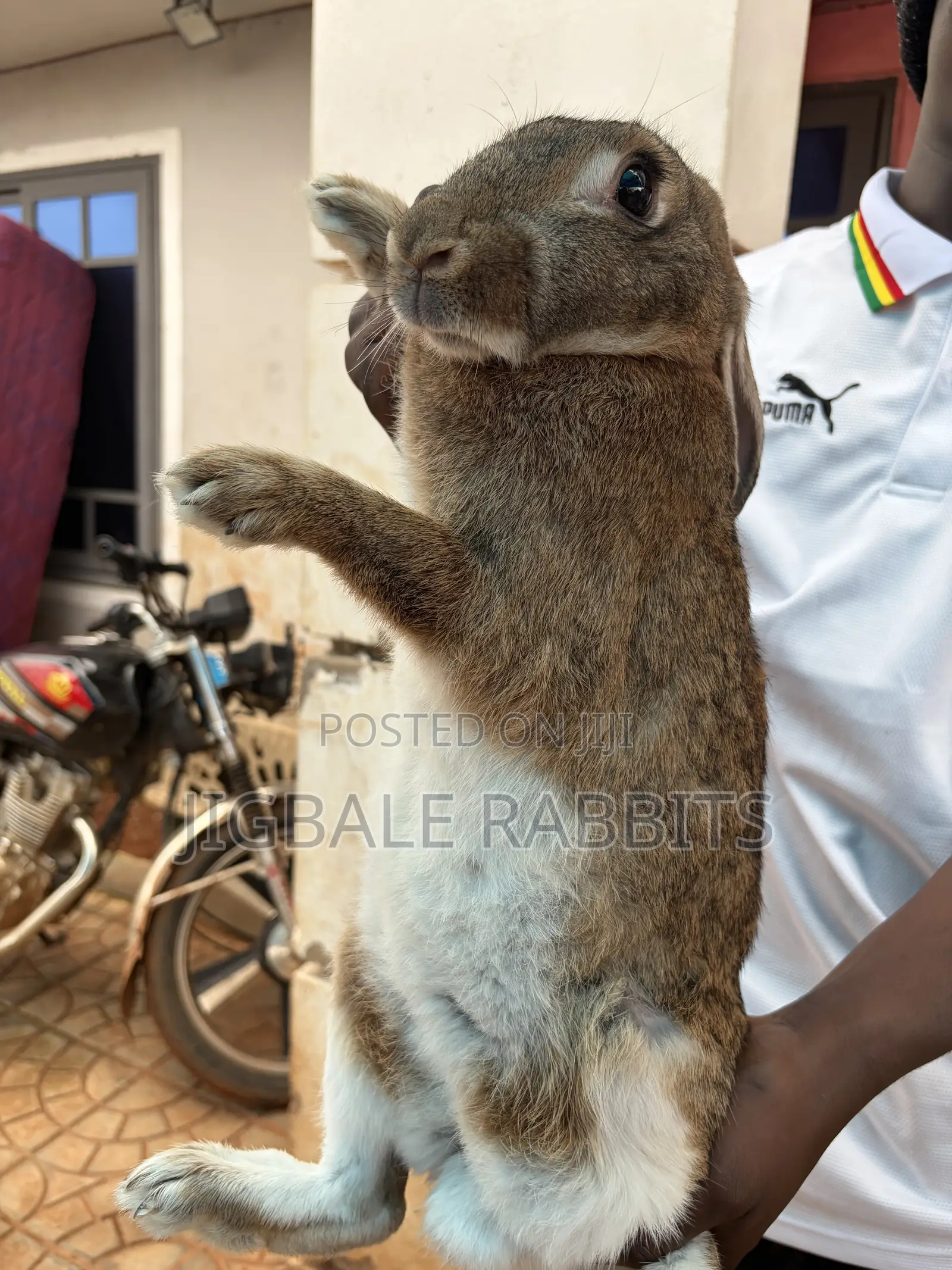 Big Healthy Rabbits