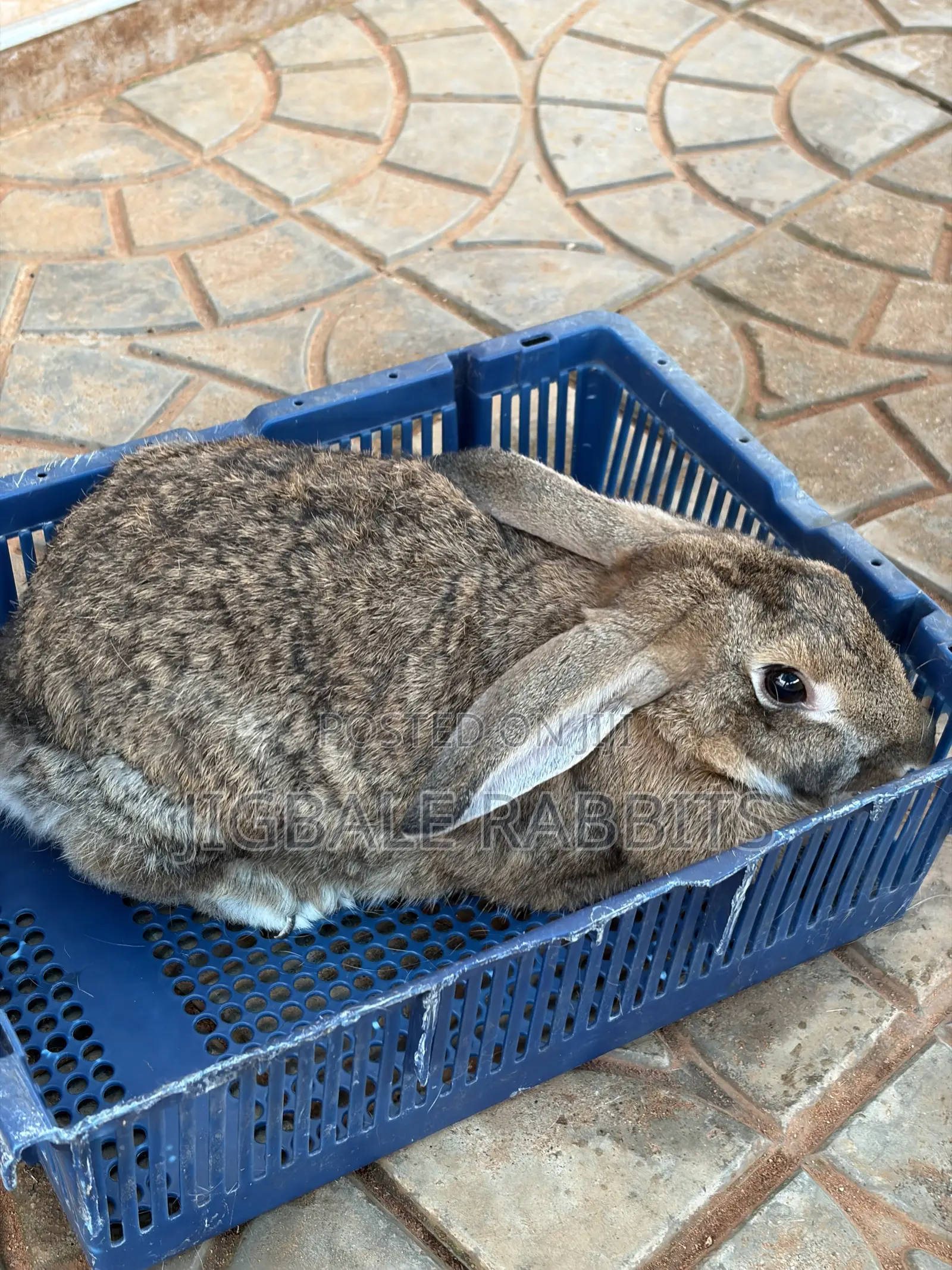 Big Healthy Rabbits
