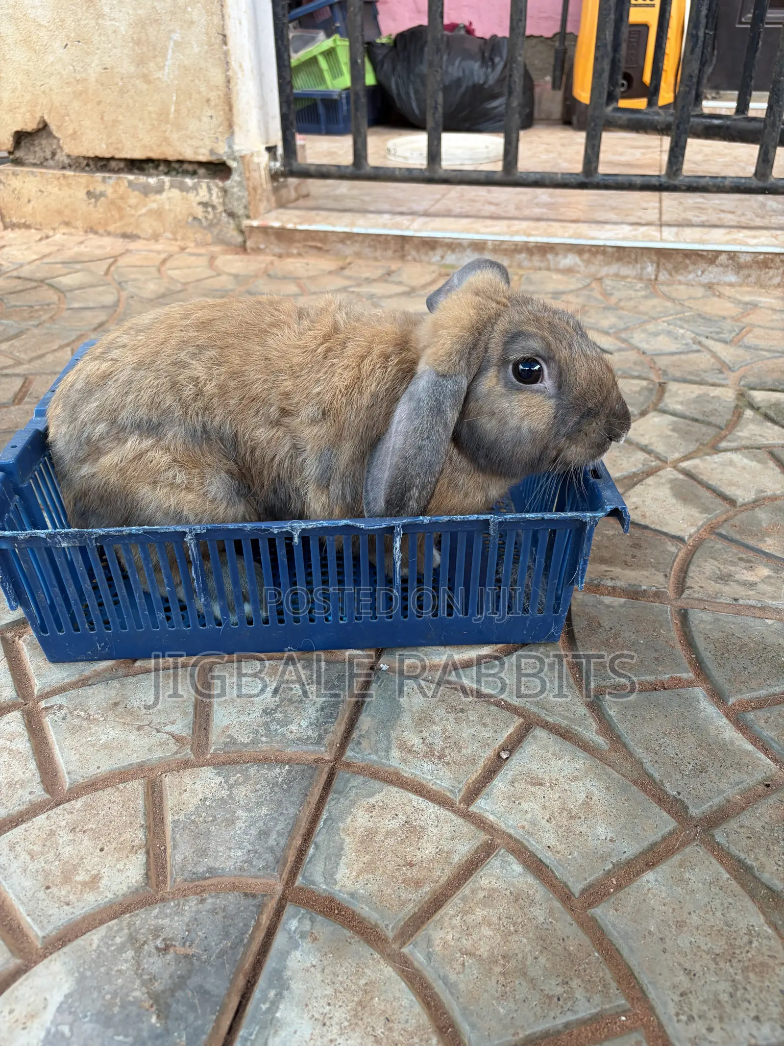 Big Healthy Rabbits