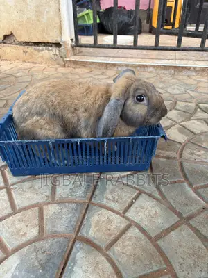 Big Healthy Rabbits