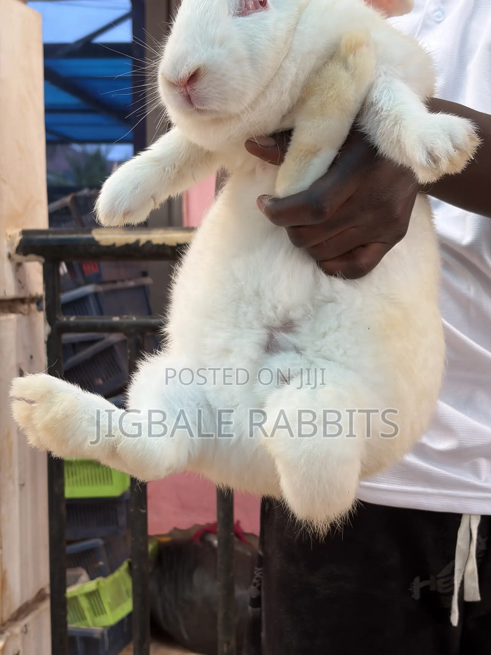 Big Healthy Rabbits
