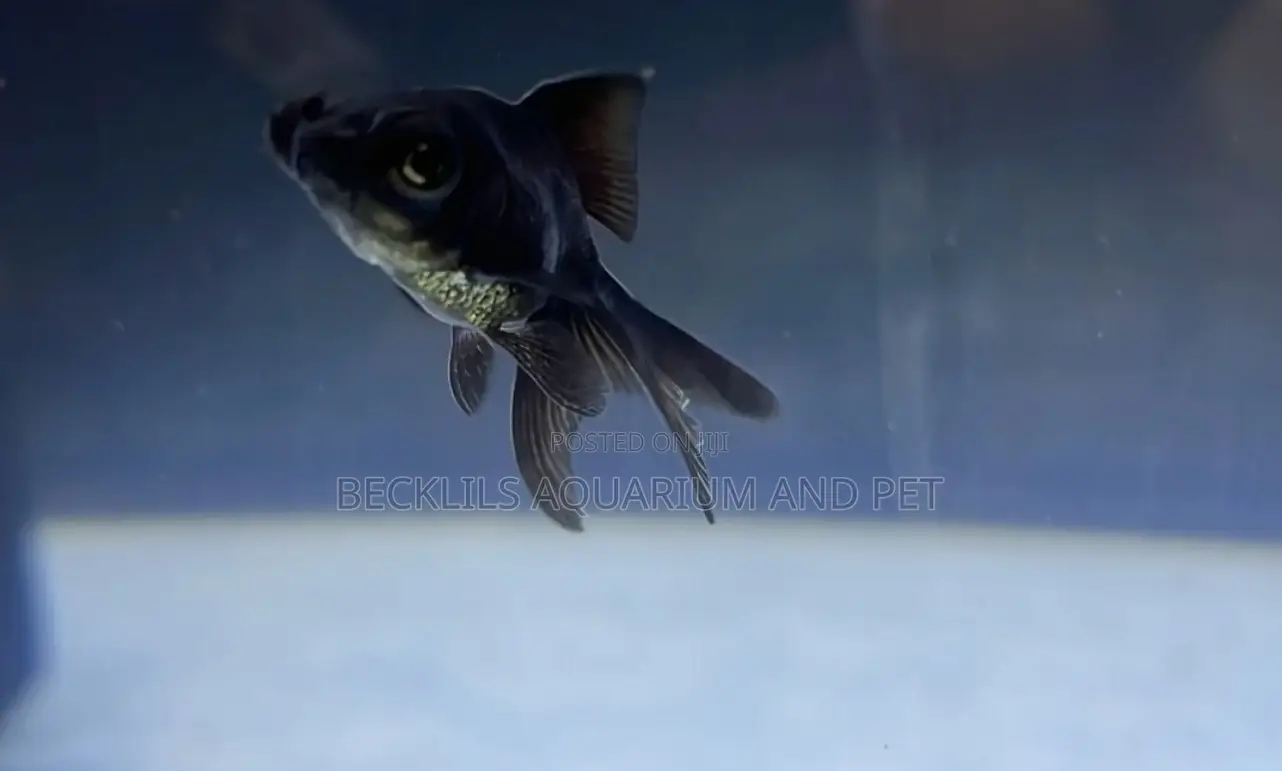 Quality Black Moor Golden Fish’S