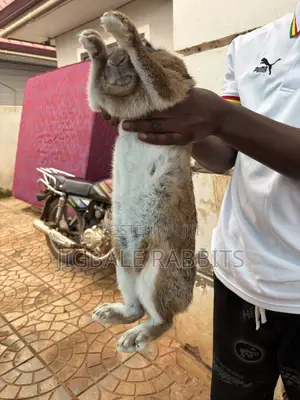 Big Healthy Rabbits