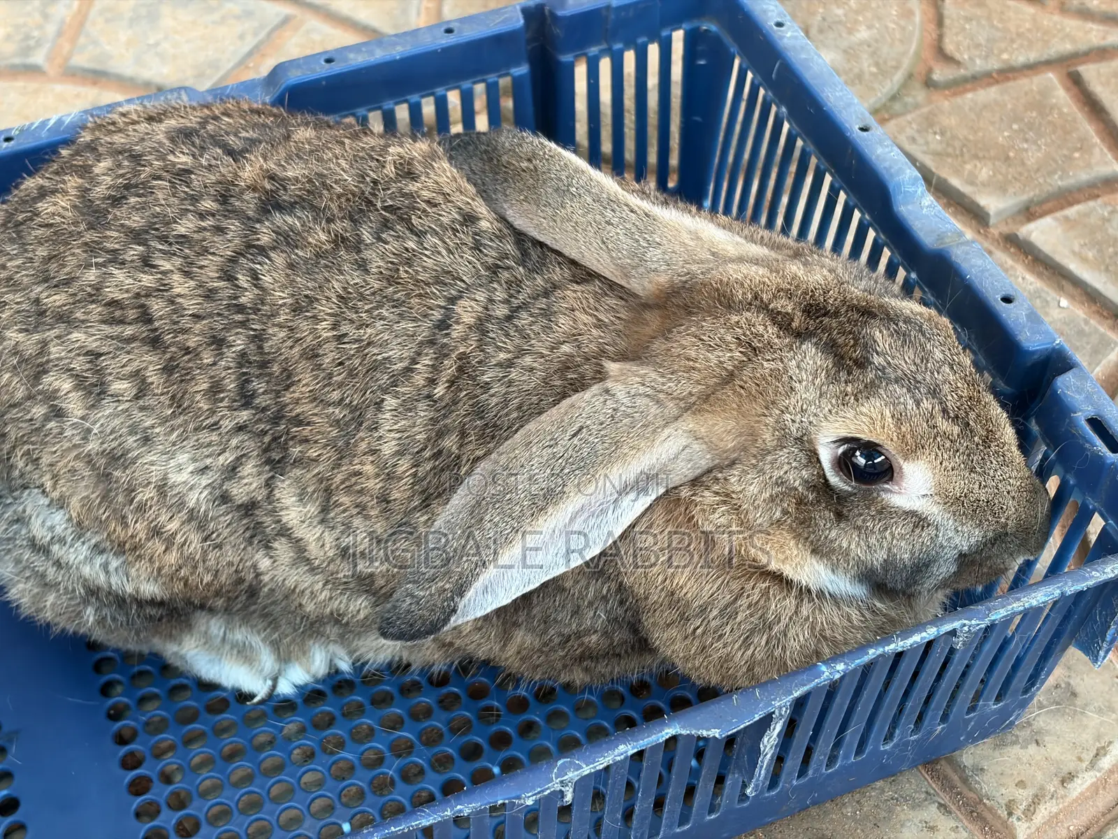 Big Healthy Rabbits