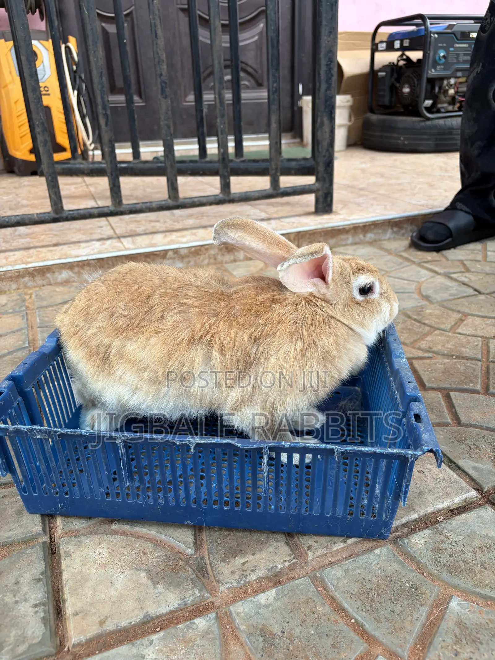 Small Healthy Rabbits