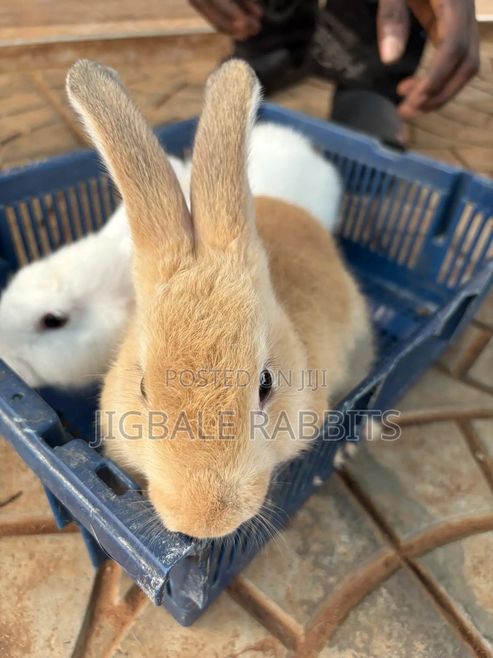 Small Healthy Rabbits