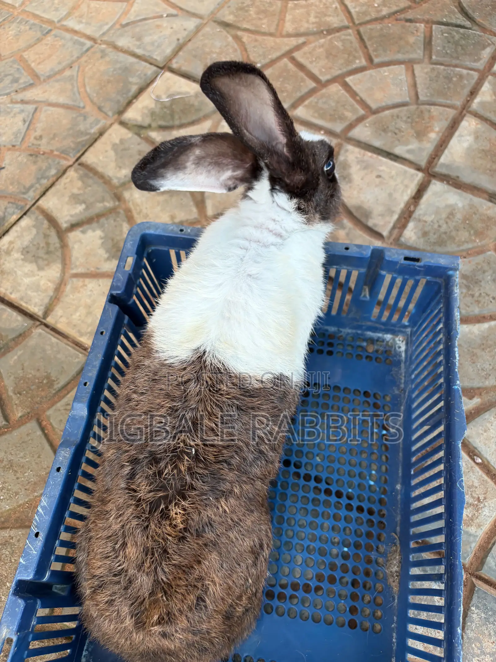 Small Healthy Rabbits