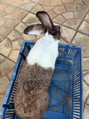 Small Healthy Rabbits