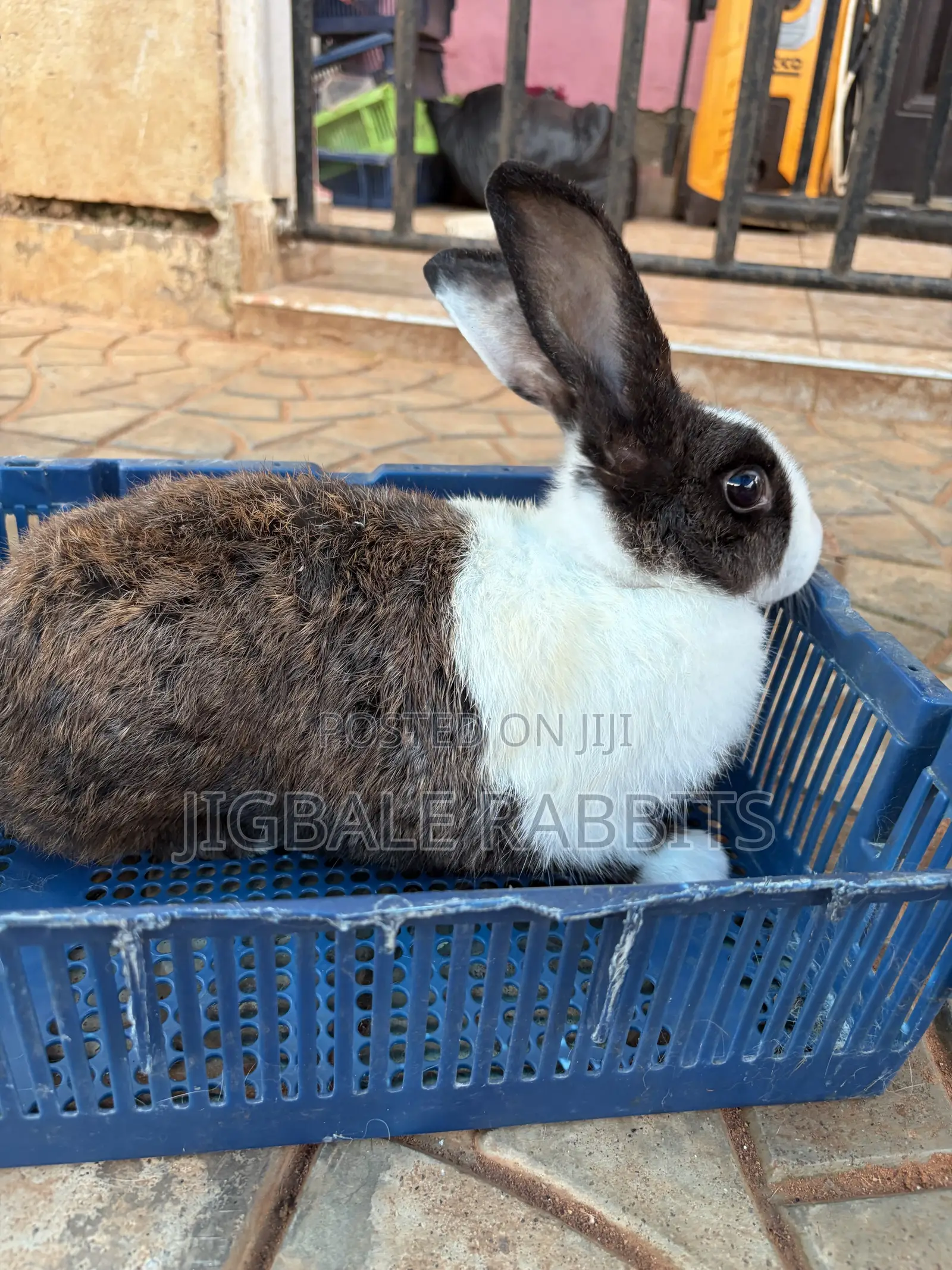 Small Healthy Rabbits