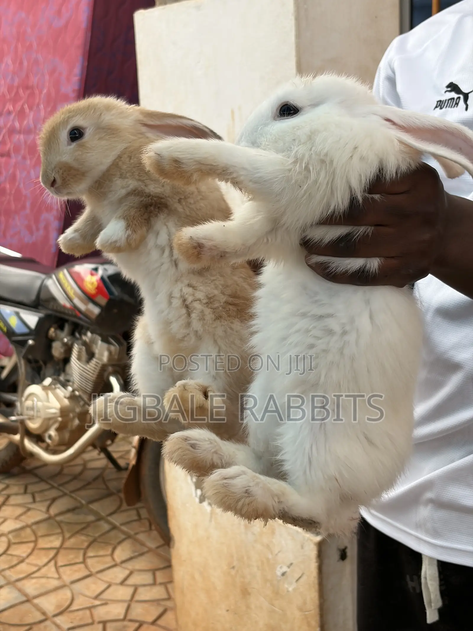 Small Healthy Rabbits