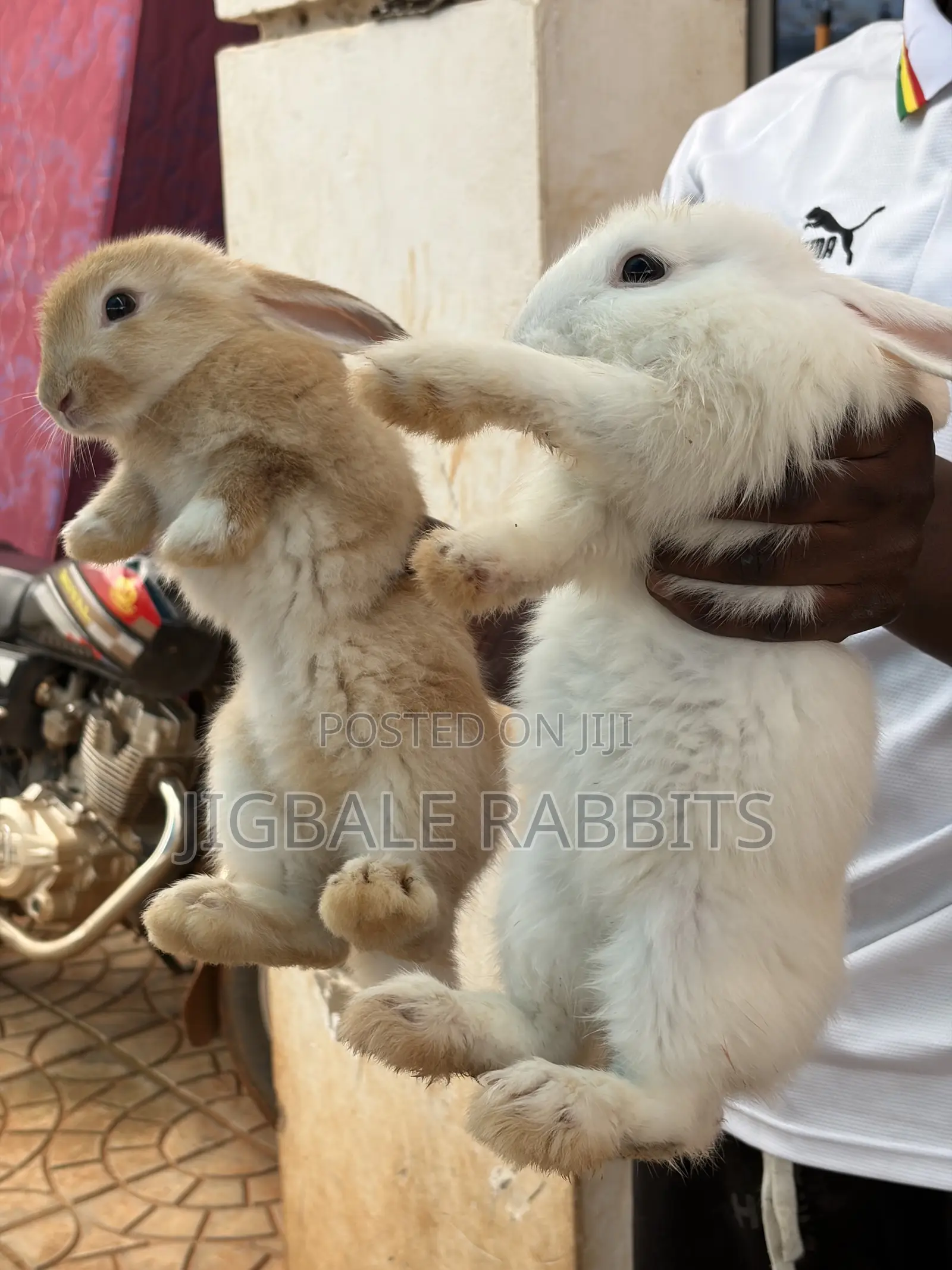 Small Healthy Rabbits