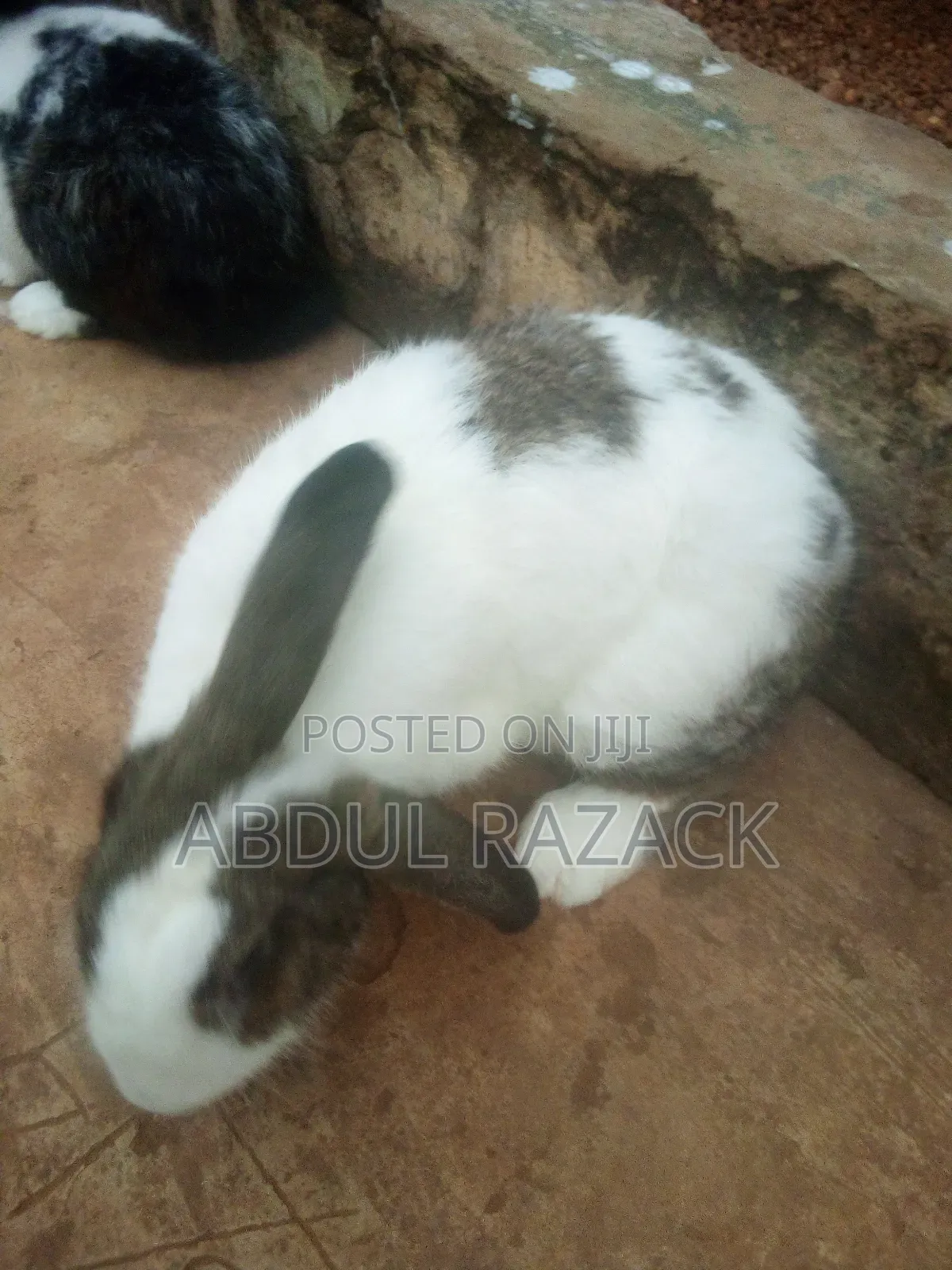 Rabbit for Sale in Pakyi No 1 Off Obuasi Road