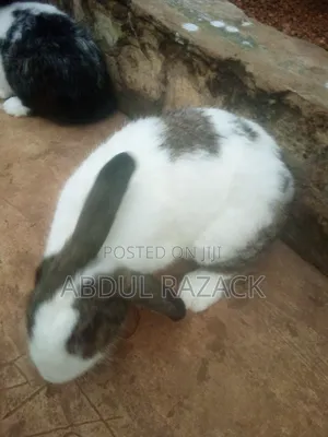 Rabbit for Sale in Pakyi No 1 Off Obuasi Road