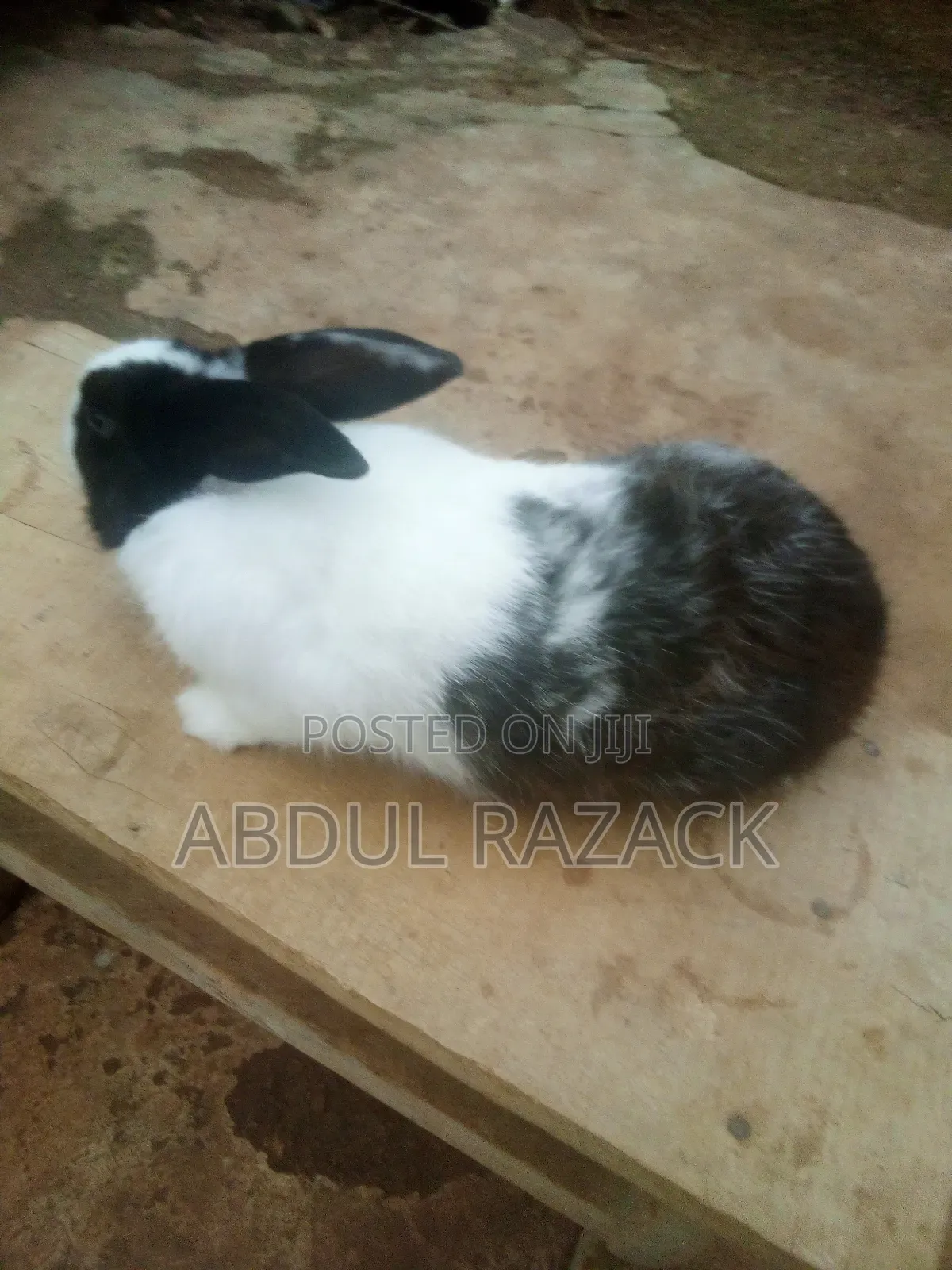 Rabbit for Sale in Pakyi No 1 Off Obuasi Road