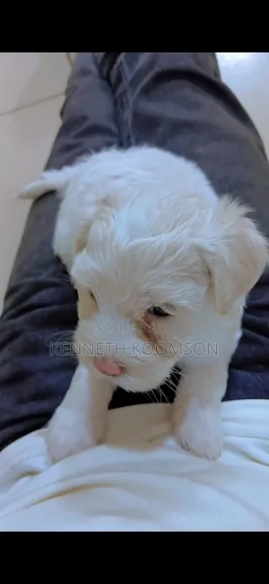 1-3 months Male Purebred Maltese