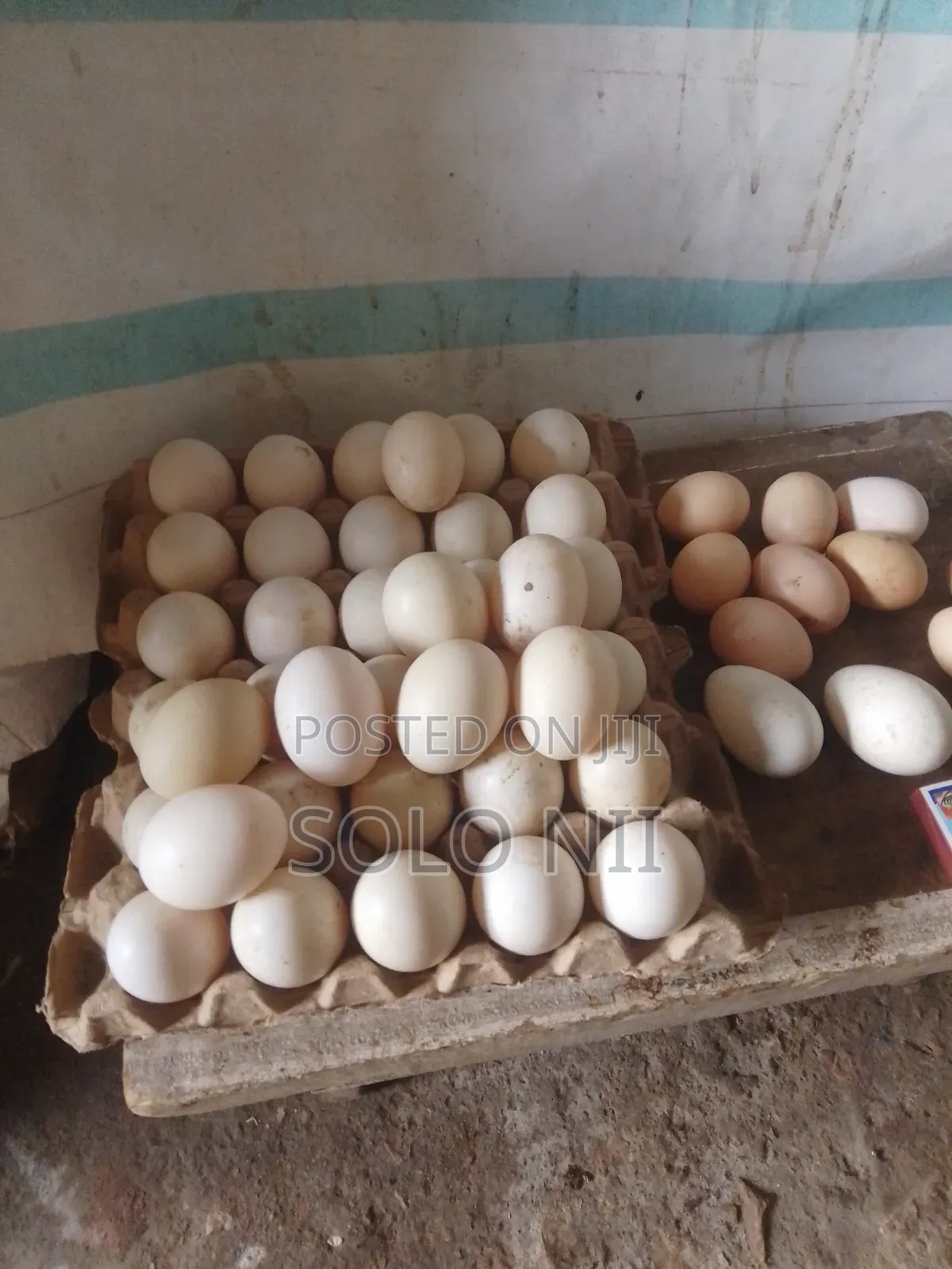 Muscovy Fertile Egg