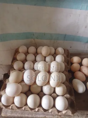 Muscovy Fertile Egg