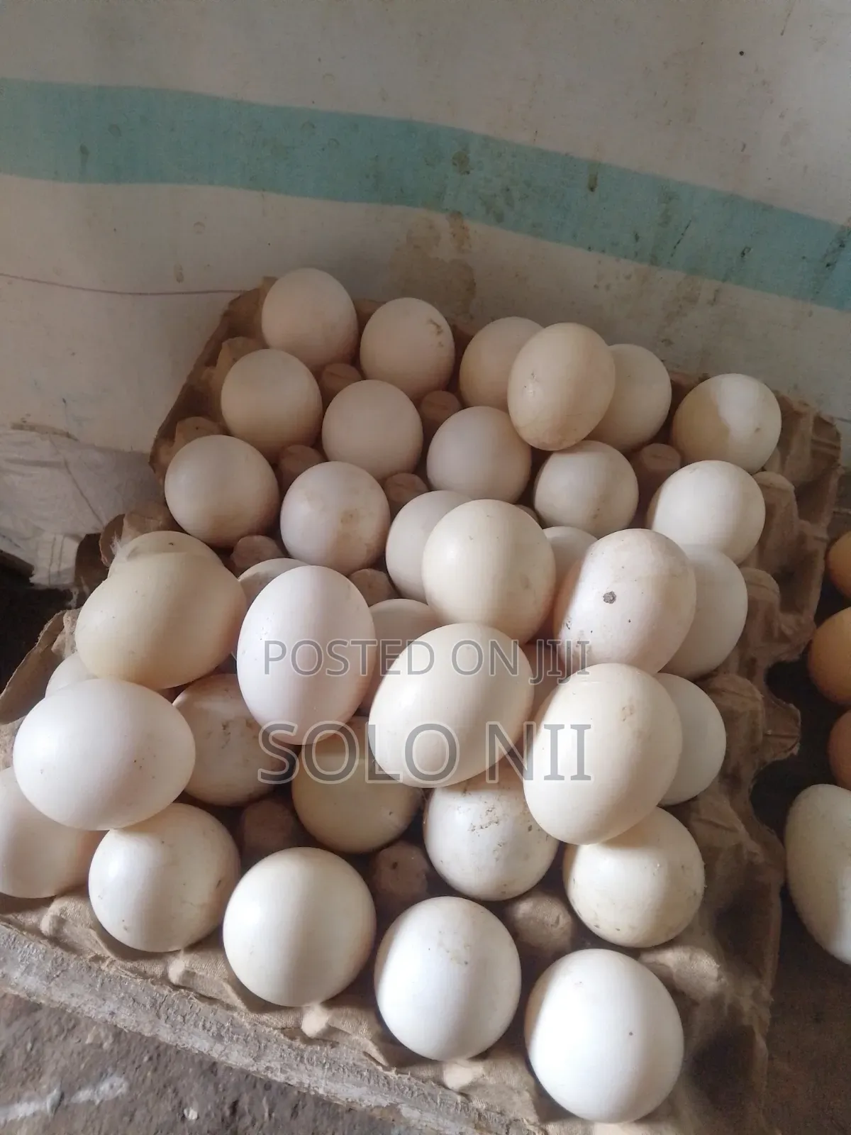 Muscovy Fertile Egg