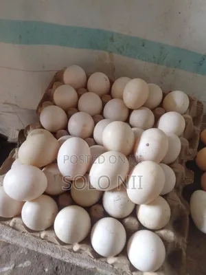 Muscovy Fertile Egg