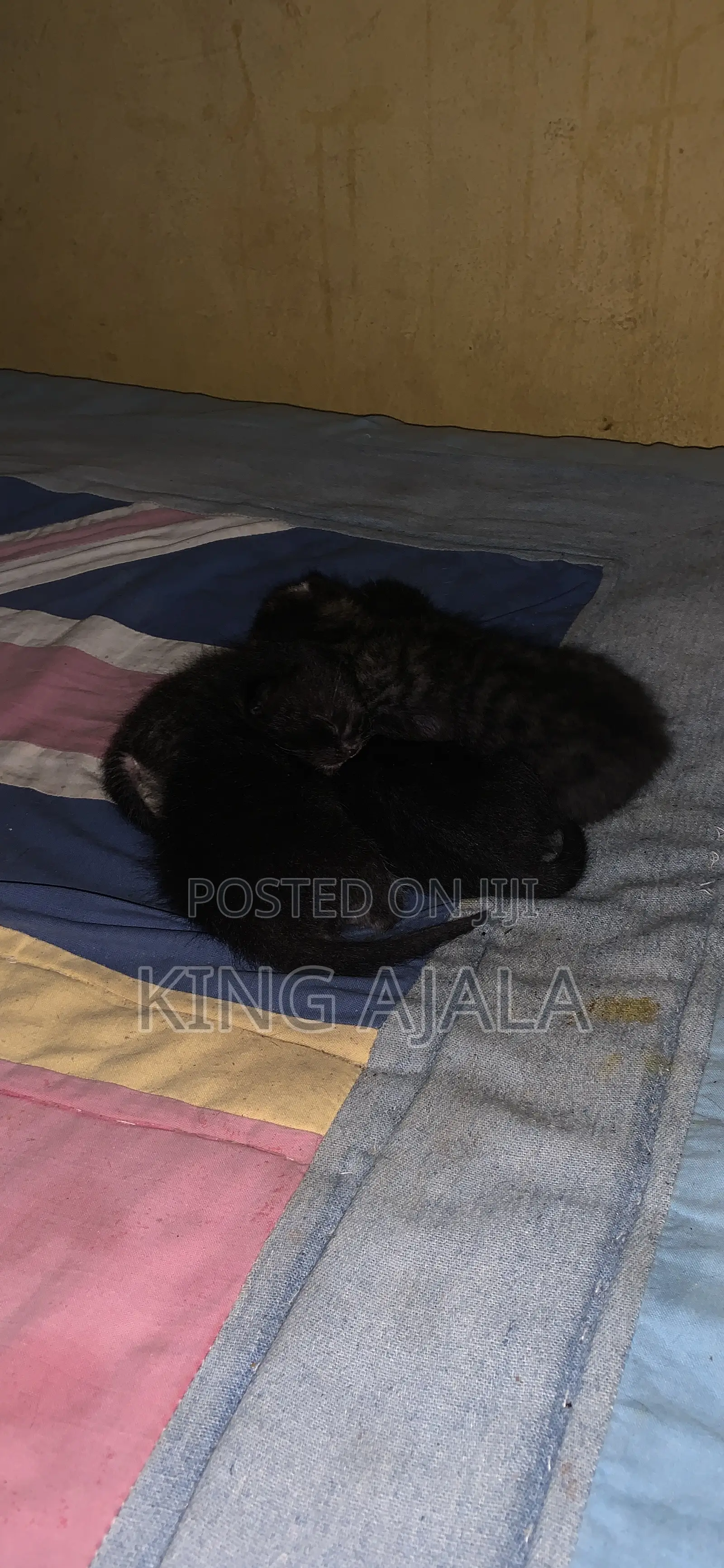 0-1 month Female Purebred Cat