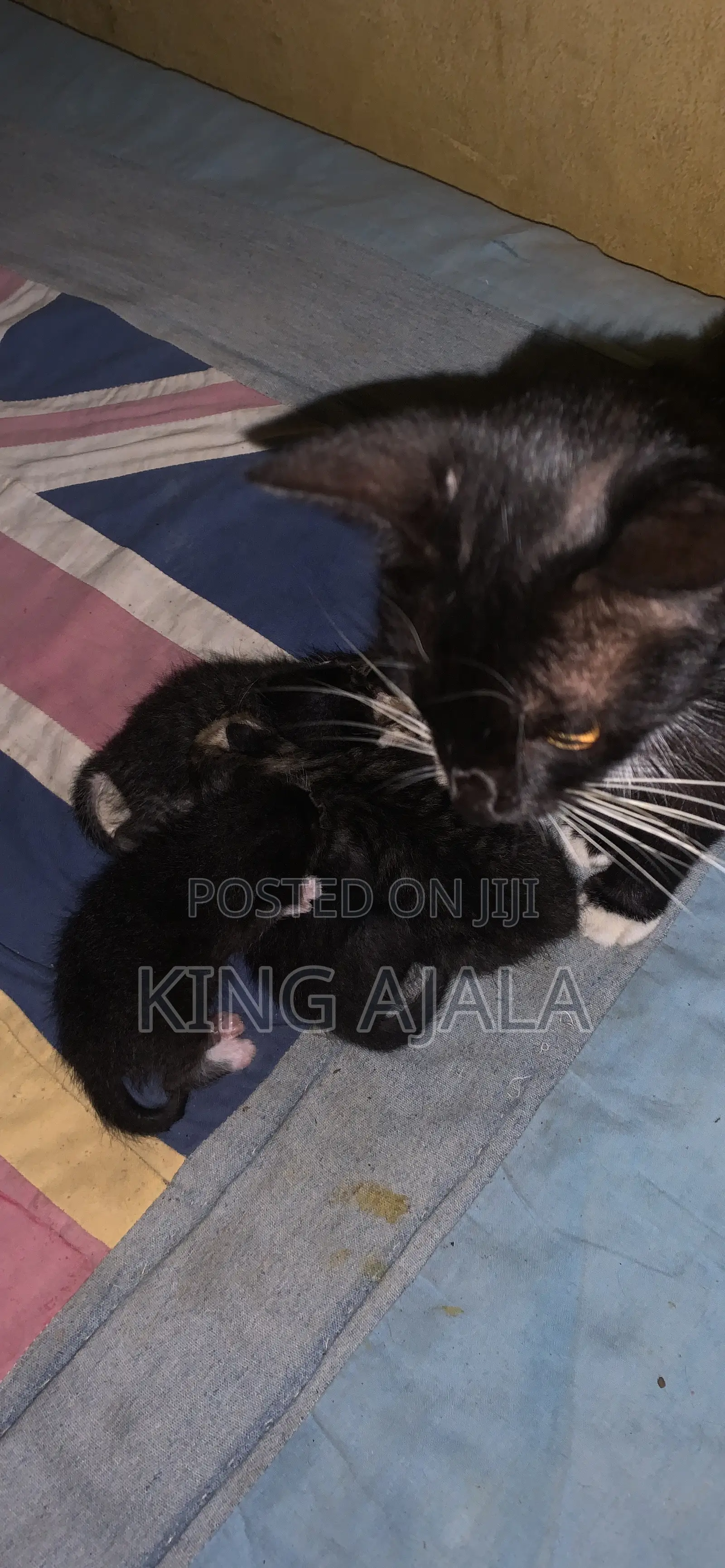 0-1 month Female Purebred Cat