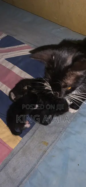 0-1 month Female Purebred Cat