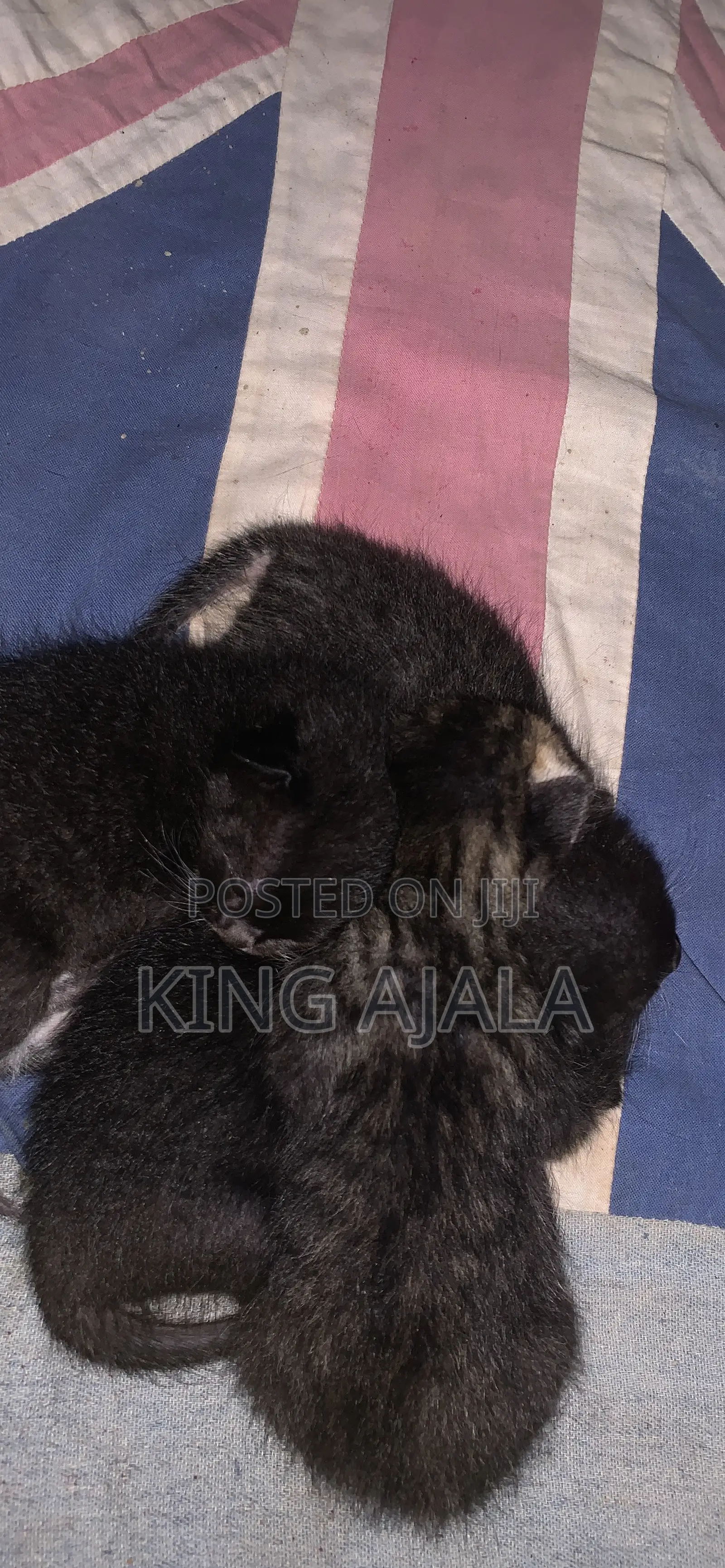 0-1 month Female Purebred Cat
