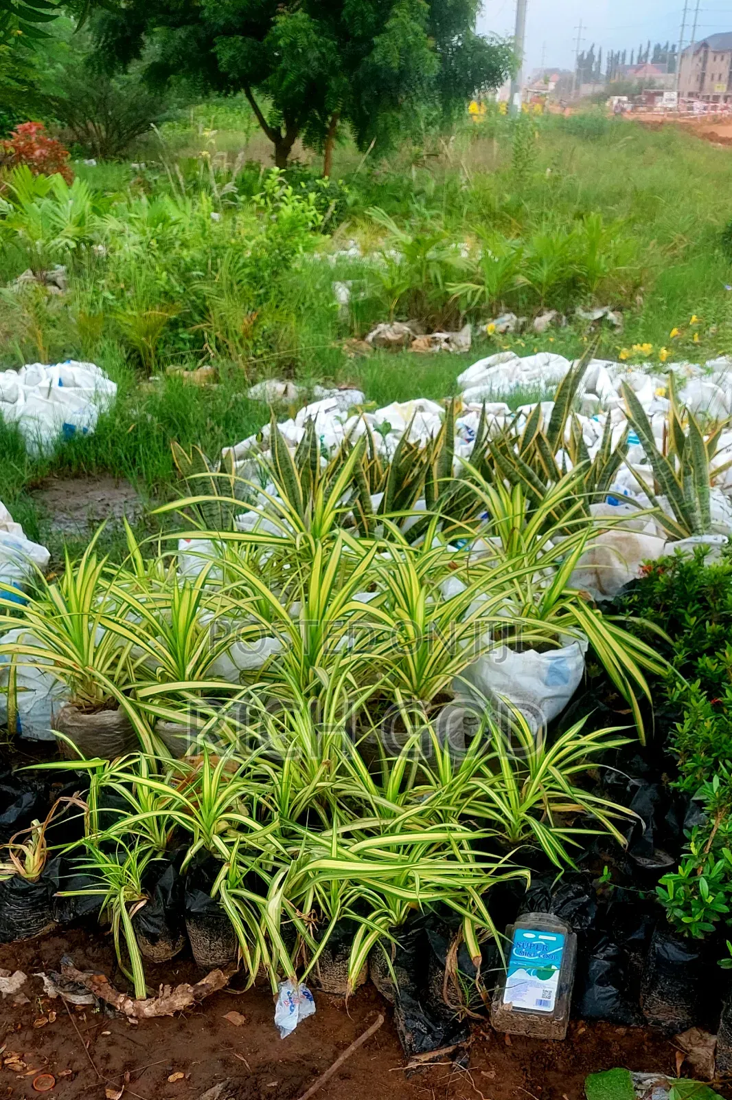 I Am Selling Follows And Plants 🪴
