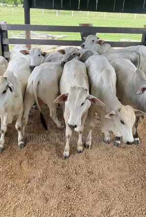 Young Gudali Cows for Sale