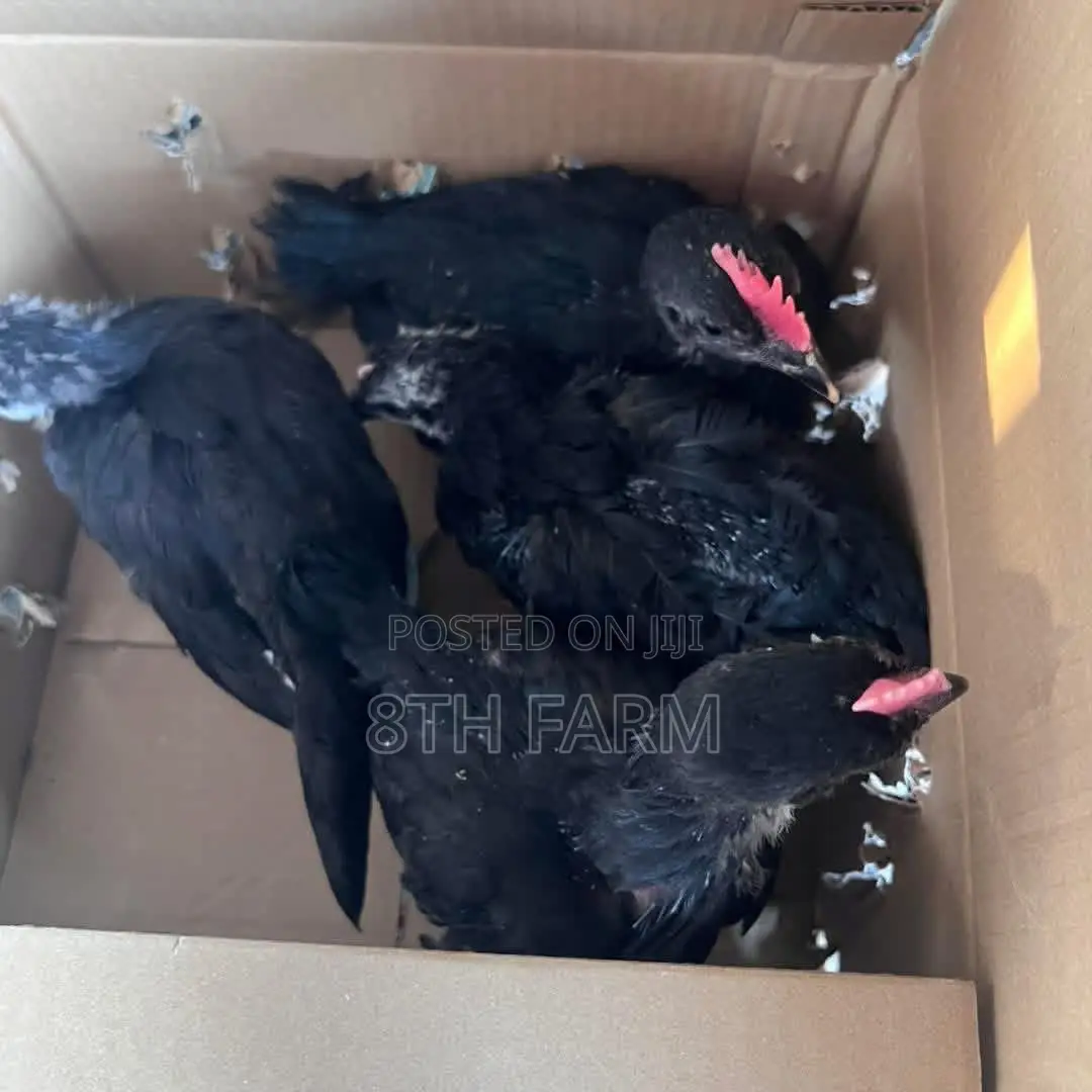 6 Weeks Old Black Australorp