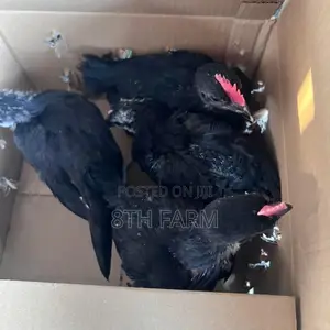 6 Weeks Old Black Australorp