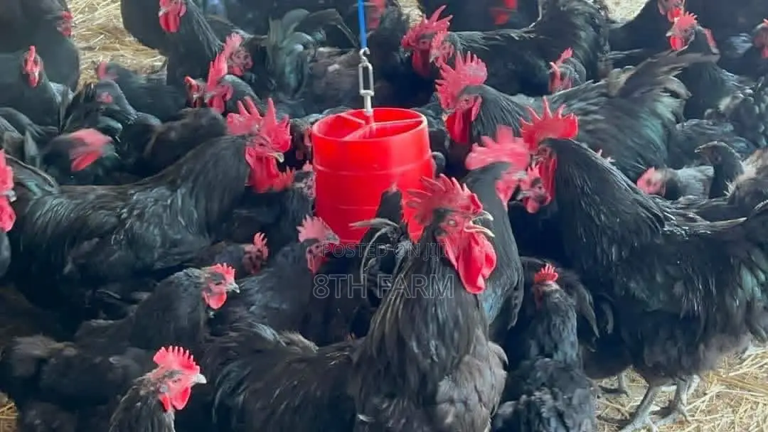 6 Weeks Old Black Australorp