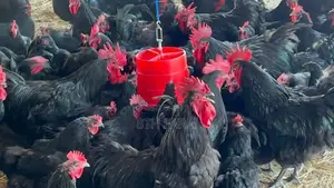 6 Weeks Old Black Australorp