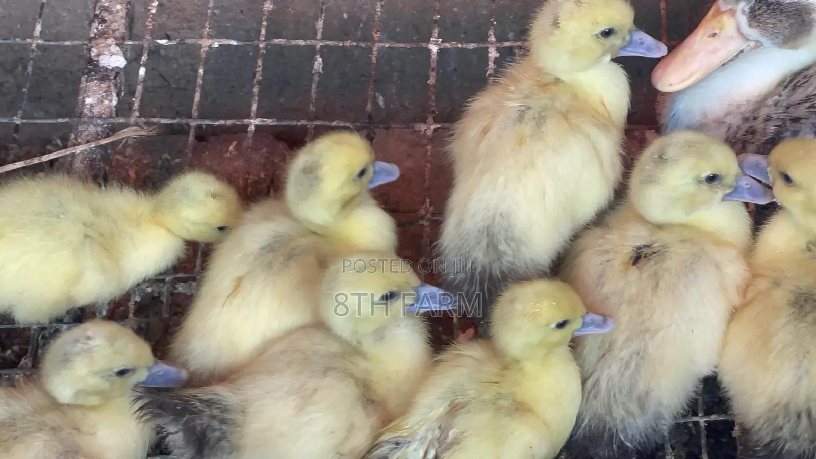 Belgian Mascovy Ducklings