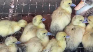Belgian Mascovy Ducklings