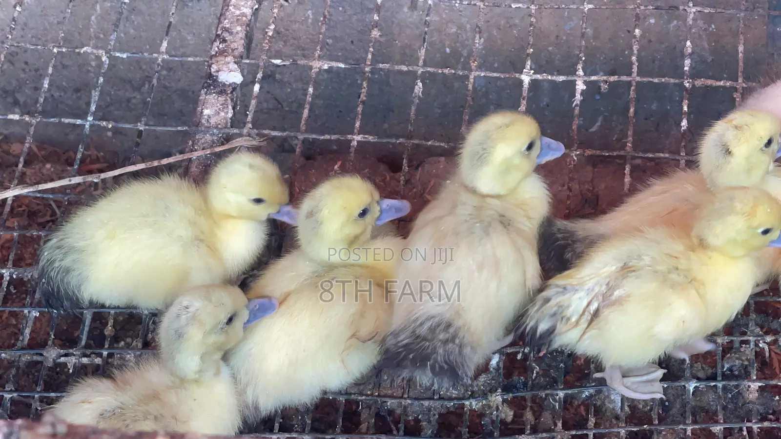 Belgian Mascovy Ducklings